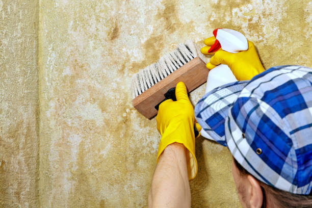 Best Emergency Mold Remediation  in James Island, SC