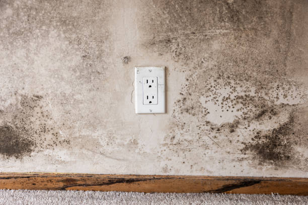 Asbestos and Lead Testing During Mold Inspection in James Island, SC